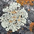 Lichens of Lake Louise icon