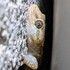 Med Gecko Habitat Study icon