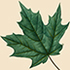 Flora of Onondaga County, NY icon