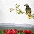 Cessnock Nature Watch icon