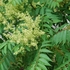 Invasive Plant Species in NYC Parks icon