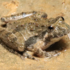 Frogs of Eastern New Mexico icon