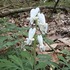 Spring Ephemerals of Mahoning County icon