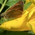 Insects of the British Virgin Islands icon