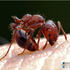 hymenopteros xalapa icon