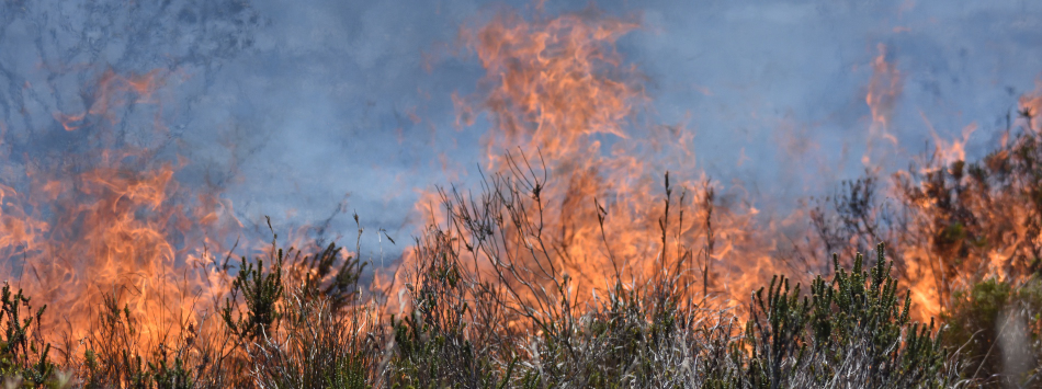 fire · iNaturalist