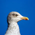 RPTU Digibirds 2026 icon
