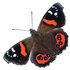 NZ Butterflies and their caterpillars icon