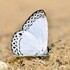 Butterflies of Peninsular Malaysia icon