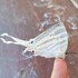 Butterflies of Peninsular Myanmar (Burma) icon