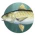 Fishes of Horry and Georgetown County, South Carolina icon