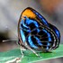 Butterflies of Borneo icon