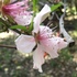 Bosque/McLennan County Wildlife &amp; Fauna icon