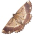 NZ Moths and their caterpillars icon