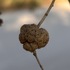 Galls of India icon