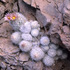 Escobaria sneedii Status Surveys - El Paso Co., TX icon