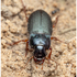 Туруни (Carabidae) на моєму подвірї icon