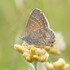 City of TTG Backyard Biodiversity icon