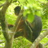 Primates of Guinea-Bissau icon