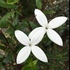 Flores en Sololá icon