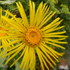 PIN Backyard Flora &amp; Fauna for Iasi RO icon