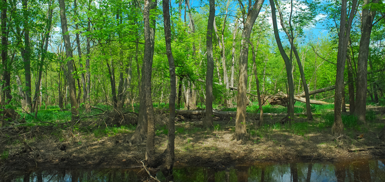 Lemonweir Bottomland Hardwood Forest · iNaturalist