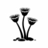 Entoprocta (Entoprocts) of Britain and Ireland (UK+) icon