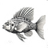 Actinopterygii (Ray-finned Fishes) of Britain and Ireland (UK+) icon