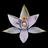 New Zealand Native Orchids icon