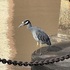 Yellow Crowned Night Herons of Ghent icon