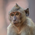 2025-2026 December-Januara - Vietnam and Cambodia Naturalist Trip icon