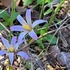 Mediterranean Romulea icon