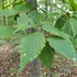 Tree Species of Huron County icon