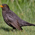 Avifauna Bucureștiului (Practică studenți BCH I_2026) icon