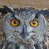 Aves Noturnas @Lx icon