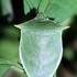 Heteroptera (True bugs) of the Caribbean UK Overseas Territories icon