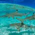 Elasmobranchs in the Arabian Gulf icon