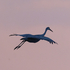 Monte Vista Crane Festival 2026 icon