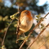 The Wildlife Project - Stamford College icon
