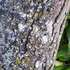 Epiphyte Diversity and Host Tree Associations on Southern Vancouver Island icon