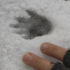 Animal footprints in NZ icon