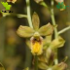 City Nature Challenge 2026: Bankura icon