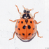 Escaravelhos de Portugal icon