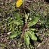 Dandelions of Georgia icon