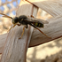 Habitat Weaves icon