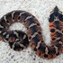 eastern hognose snake icon