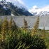 Alpine-Subalpine Environments (NZ) icon