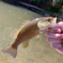 Fishing In Virginia icon