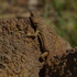 Cordylus vittifer from Gauteng and surrounds icon