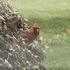 Wildlife of NKY and SW OH icon
